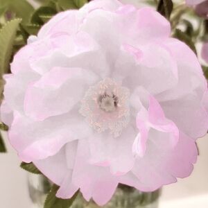 Meet your Posher, Maggie